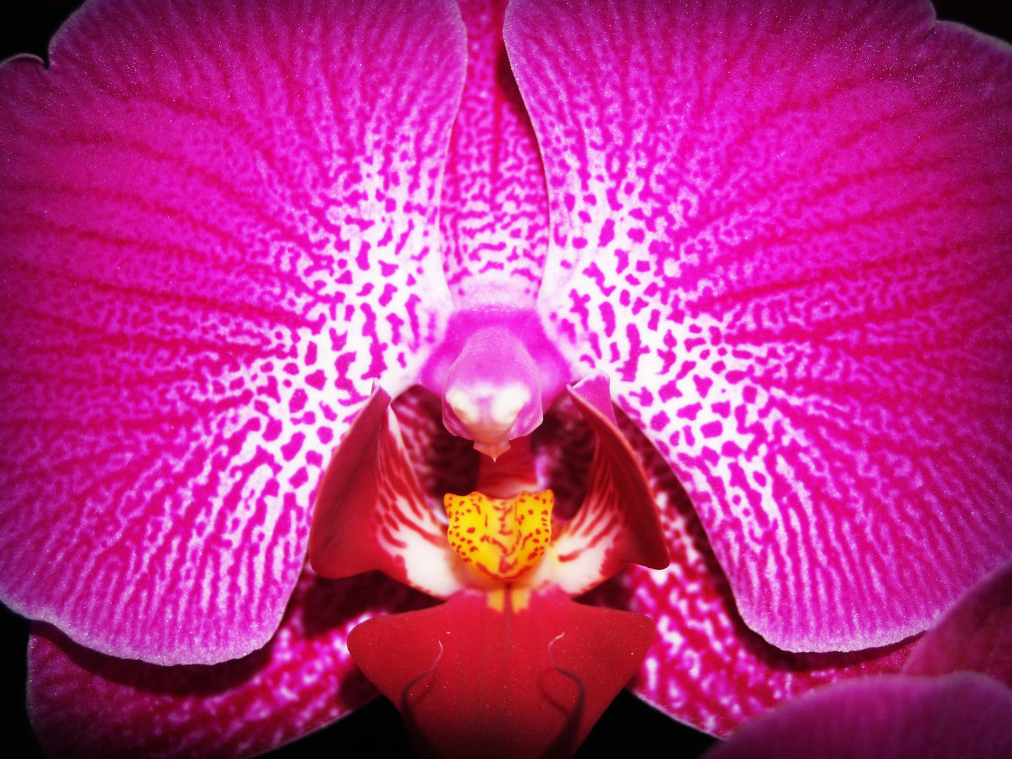 Orchid Stem Cells