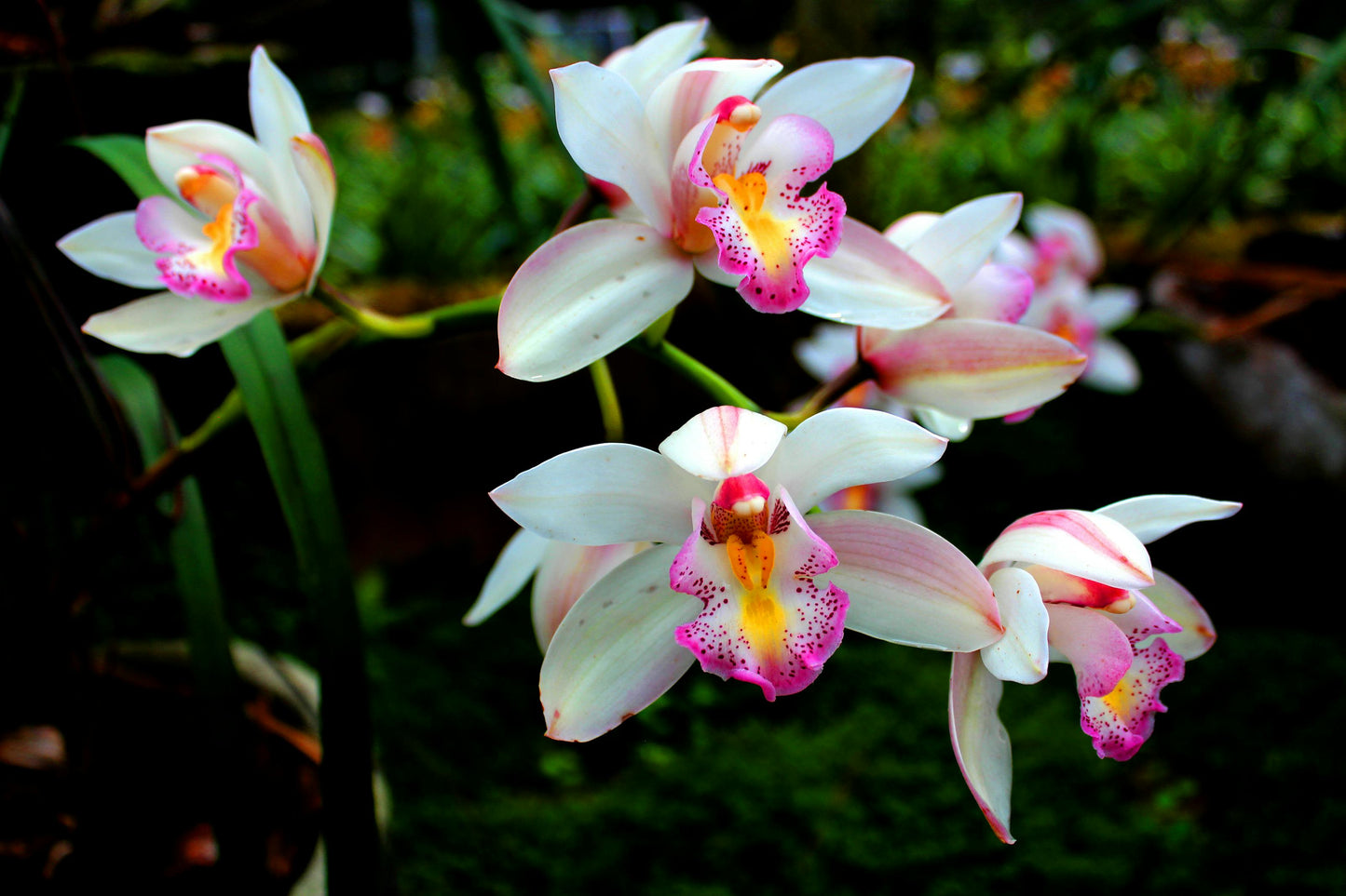The Power of Orchids to Rejuvenate Your Skin