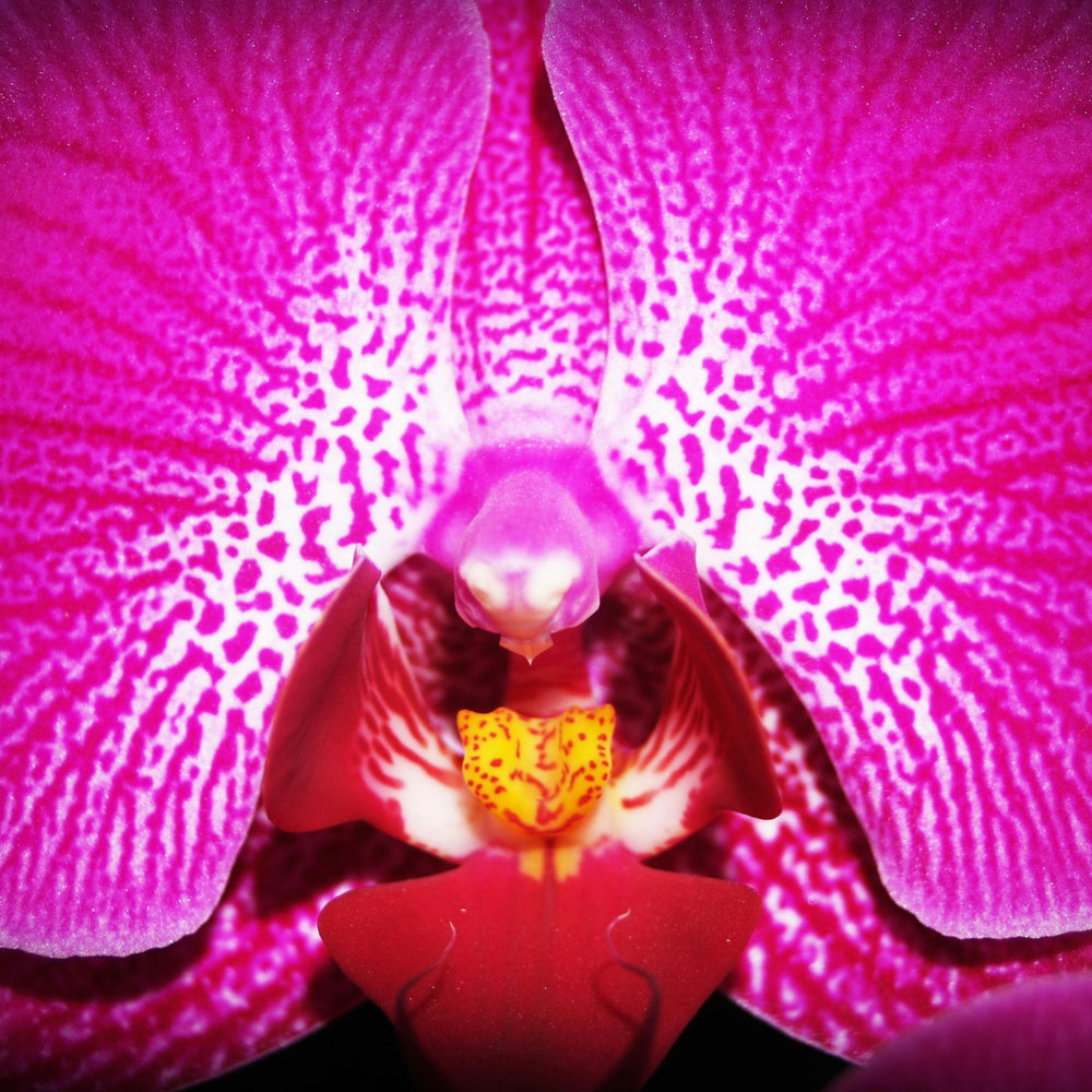 Orchid Stem Cells