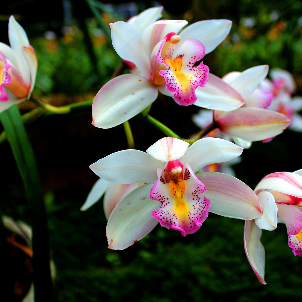 The Power of Orchids to Rejuvenate Your Skin